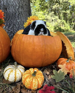 Black and white lop-eared buny sitting inside an orange pumpkin surrounded by autumn decorations